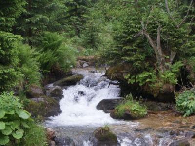 CZERWCOWA DOLINA CHOCHOŁOWSKA - zdjęcie33