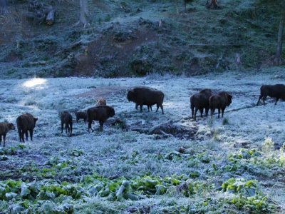 Bieszczady ach Bieszczady… - zdjęcie10