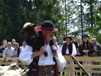 Mieszanie Owiec w Cięcinie Górnej - zdjęcie3