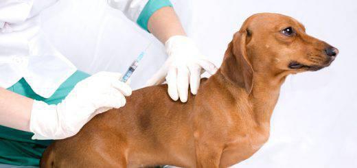 Harmonogram szczepienia psów w Gminie Węgierska Górka w 2020 roku