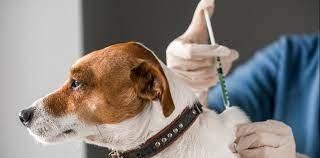 Harmonogram szczepienia psów przeciw wściekliźnie w Gminie Węgierska Górka w 2024 roku